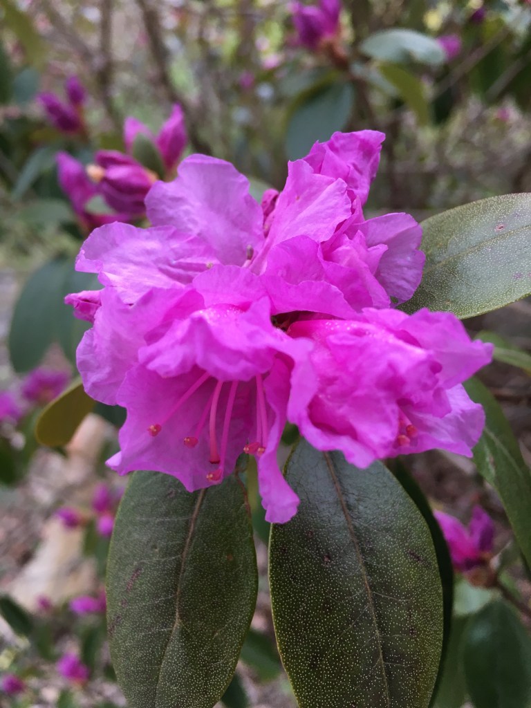 2020 Rhododendrons Blooming