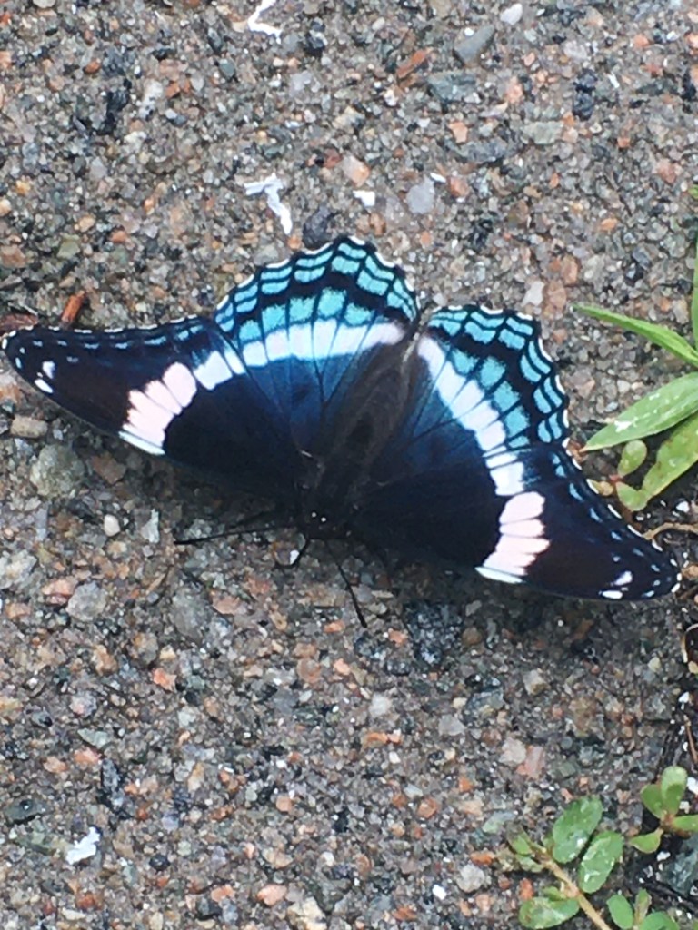White Admiral Butterfly