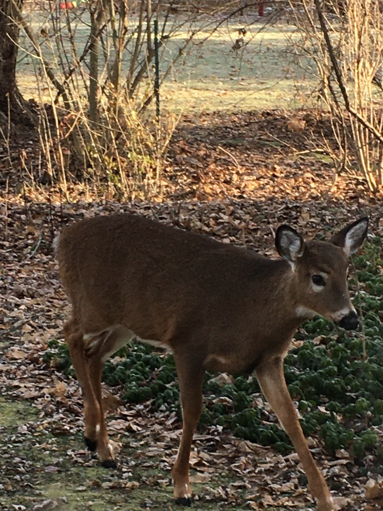 New Year’s Day&nbsp;Surprise