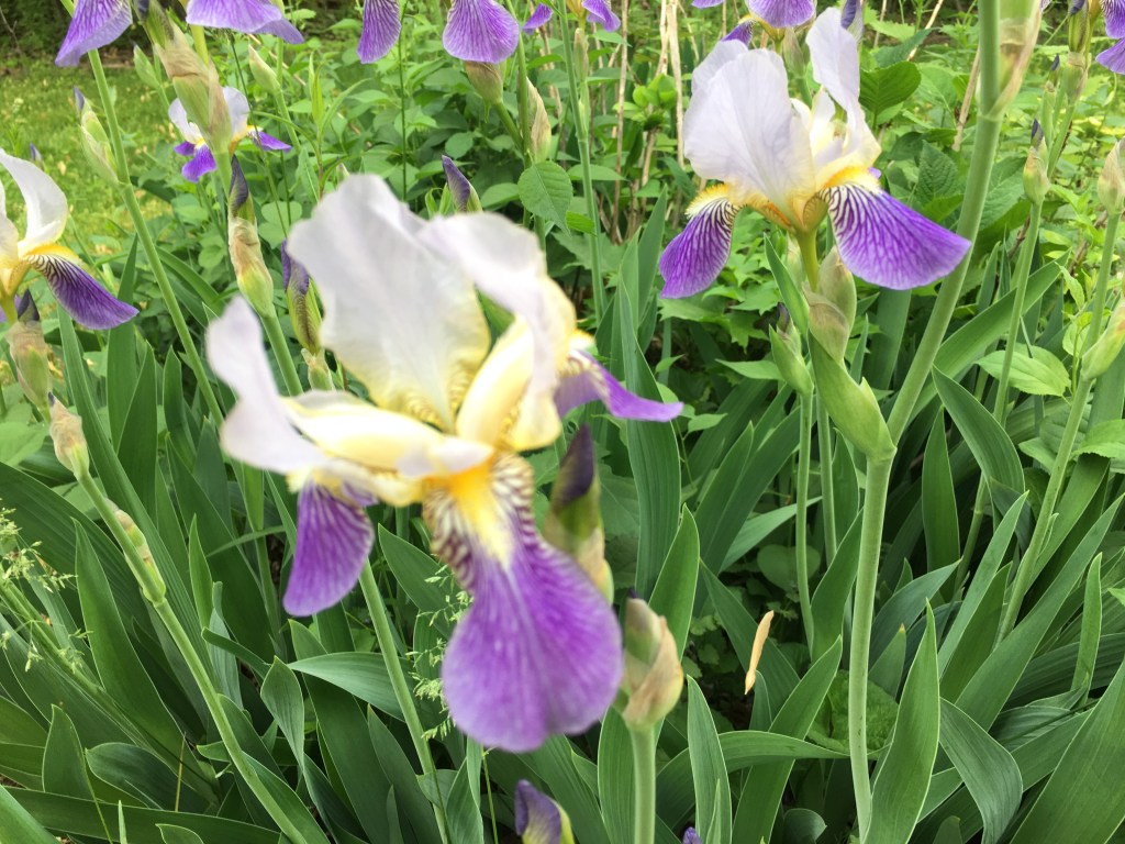 Spring 2021: In Full Bloom I-Phone Photography From&nbsp;Home