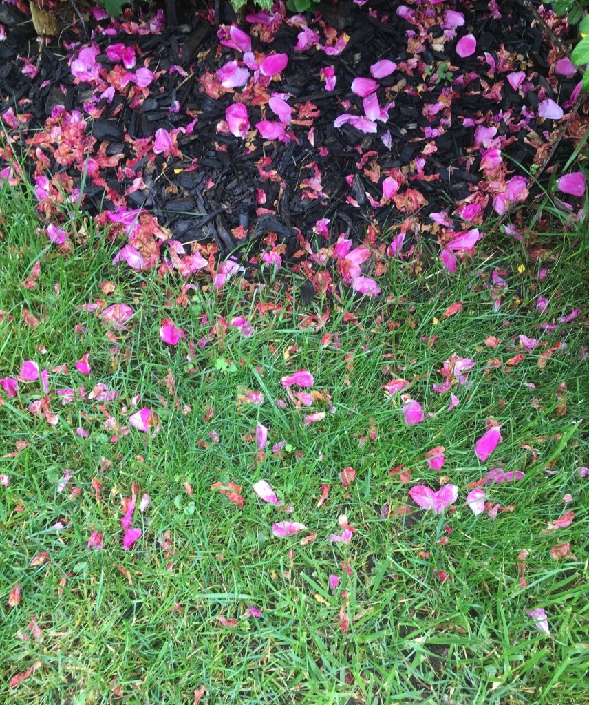 Photo Of The&nbsp;Day