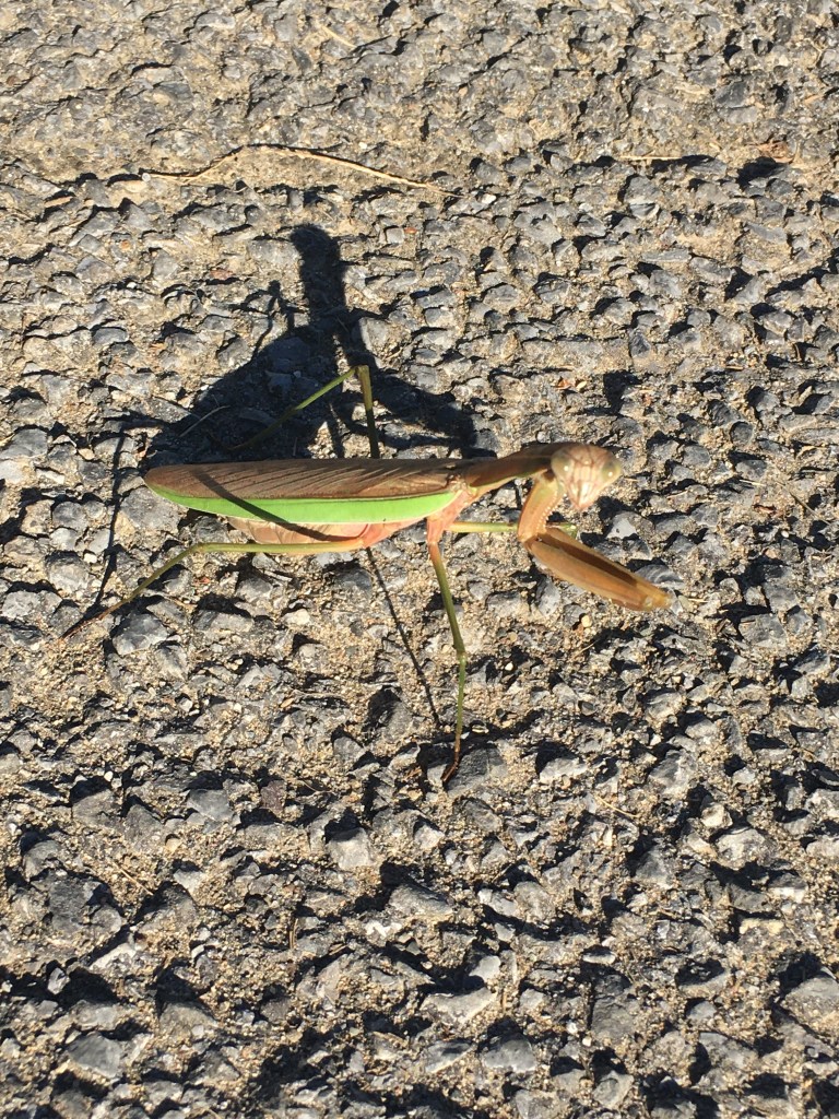 Hello Praying Mantis